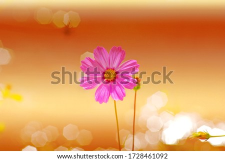 pink cosmos flower are bloom in colorful beautiful background