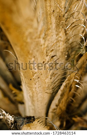 plant texture in the valley of the catimbau national park