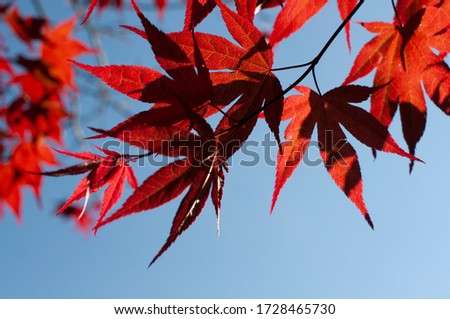 summer red leafs close up picture 