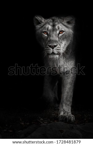Ashen white, ashen moonlit night lioness in darkness with bright ebony eyes. Black-beast with colored eyes Royalty-Free Stock Photo #1728481879