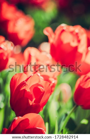 Vertical frame close up of red tulip flower.  Very shallow depth of focus.  Soft bokeh.  Focus lower left flower.  