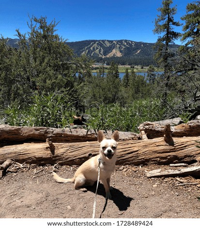Chihauhua dog posing for a photo in Big Bear, CA after a long hike 