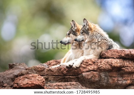 A pack of two beautiful Mexican Gray Wolves rest together on the edge of a rocky cliff and calmly look left against a blurred background of green trees and sky.