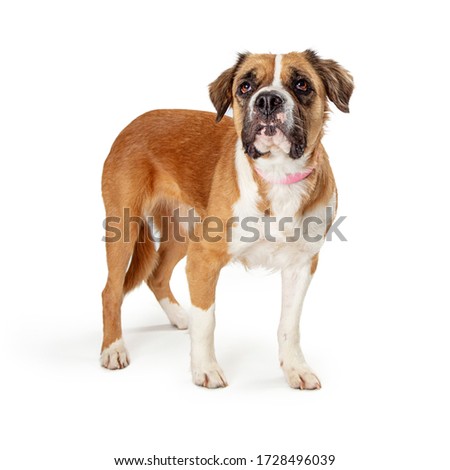 Studio full length shot of cute tan and white pet crossbreed dog calmly standing and listening with his head up while waiting patiently isolated on a white background