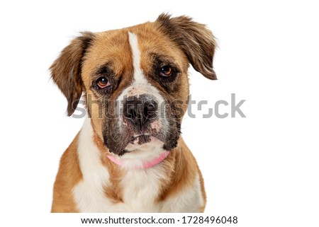 Studio closeup shot of tan and white pet mongrel dog calmly listening with slight head tilt sitting isolated on a white background