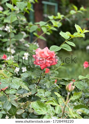 Rose in the spring garden