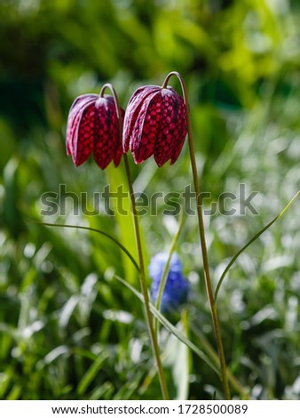 Fritillaria meleagris in spring garden. Lovely Chequered Snakes Head Lily on a springtime