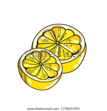 Lemon isolated illustration. Fresh yellow lemon vector. Lemon slice 