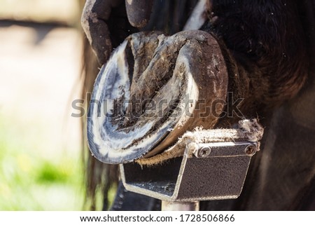 Horse farrier at work - trims and shapes a horse's hooves using rasper and knife. The close-up of horse hoof. Royalty-Free Stock Photo #1728506866