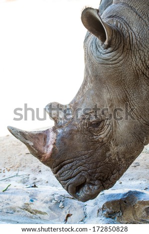 Head shot of Rhinoceros, Thailand