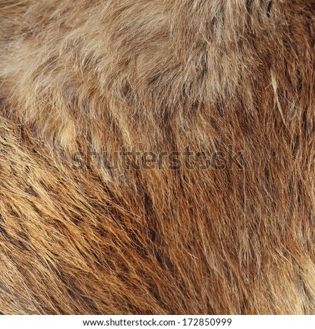 Closeup picture on soft red fur