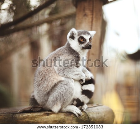 Cute lemur with stripes on tail in sitting on the piece of wood and looking right