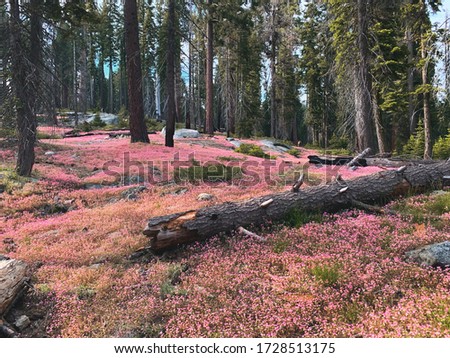 Inside the Sequoia National Park in California