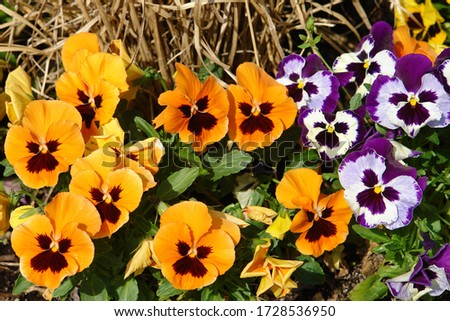 Close up of a dense clump of violet, orange garden pansies (viola tricolor). Poland, Europe              