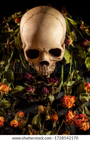 Human skull surrounded by dried flowers on black background
