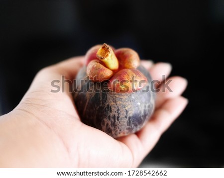 Mangosteen fruit, which is very delicious, reputed as the queen of Thai fruits.
