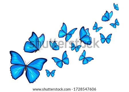 Blue morpho butterflies fly on white background. Vector illustration. Decorative print.