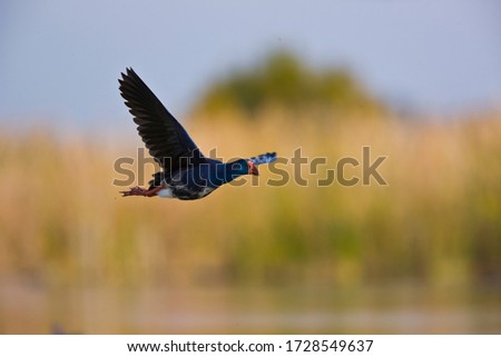 Western swamphen or Sultana bird, Porphyrio porphyrio, in the marshes of Donana National Park in Andalusia Autonomous Community of Spain in Europe