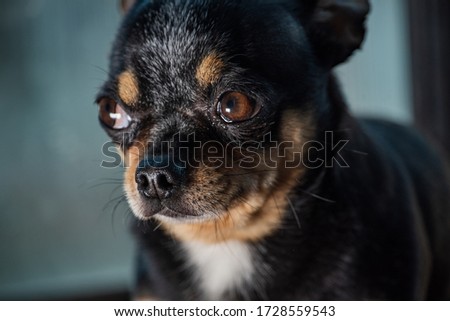 Cute chihuahua looking out the window. Small dog waiting for walking. Alone home. Friendly mini dog. Chihuahua dog by the window. Portrait of small funny mini chihuahua dog, puppy is waiting for owner