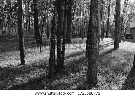 trees in the park in black and white