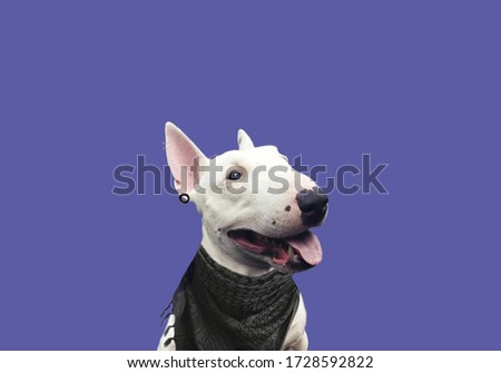 Dog art. Bull terrier beautiful picture. Bull terrier on a plain background. Dog gangster