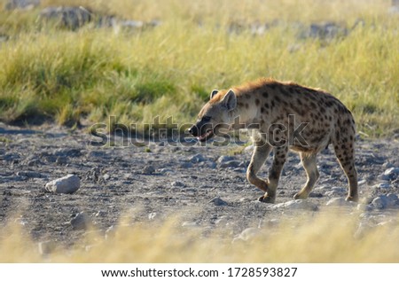 Spotted Hyena going to quench its thirst in the early morning in Etosha National Park, Namibia