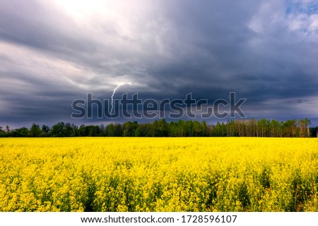 Lightning bolt strikes a rapeseed field on a springtime day. Ominous storm clouds are highlighted by lightning over field. Rural area in springtime.