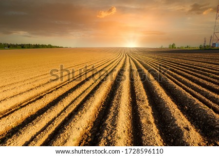 Simple country landscape with plowed fields and blue skies. Furrows row pattern in a plowed land prepared for planting potatoes crops in spring.  Royalty-Free Stock Photo #1728596110