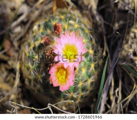 Colorado mountain wildlife spring season. Cactus 