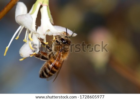 A honeybee is foraging on a Jasminum nudiflorum, the winter jasmine, The honeybee is pictured very detailed and clearly. The picture was shot on a winter day, when early bees enjoyed a sunny day.