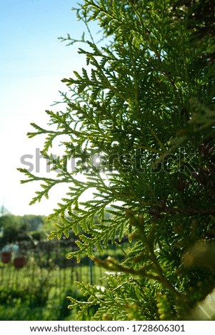 The sun shines through a blossoming fir tree with warm light