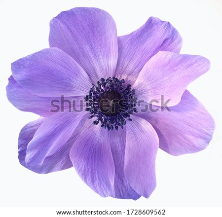 Violet isolated flower on white background  Royalty-Free Stock Photo #1728609562