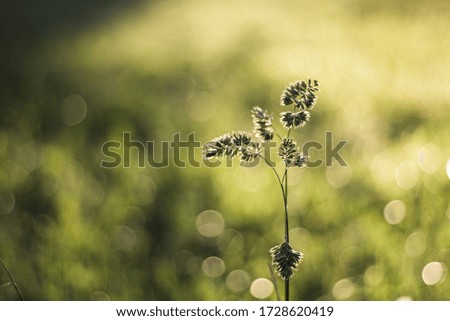
Fluffy blade of grass flooded with sunlight in the field