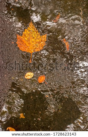 Orange leafs on the ground, in the autumn, photographed in Cologne, Germany. Picture made in 2009.