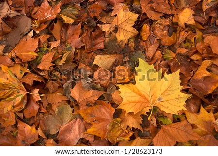 Orange leafs on the ground, in the autumn, photographed in Cologne, Germany. Picture made in 2009.
