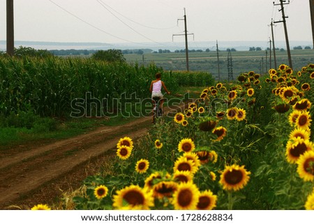 a blossoming sunflower field, a country road, and a cyclist passing by
