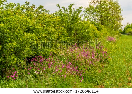 A view of Red Campion flowers growing in a hedgerow near Market Harborough, UK in springtime Royalty-Free Stock Photo #1728646114