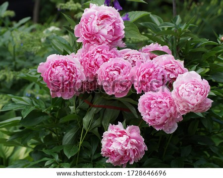 A bush of pink double peonies blooms in the garden. Paeonia  lactiflora Sarah Bernhardt.   Royalty-Free Stock Photo #1728646696