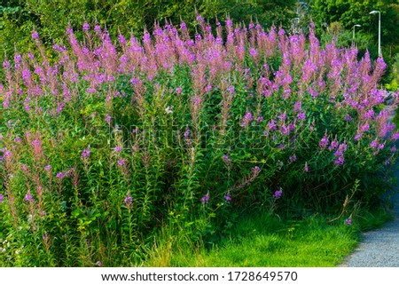 Willow Sleeping Beauty with purple pink flowers, growing at the edge of the forest 