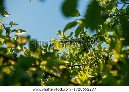 brightly lit green apples on branches with leaves against a blue sky Royalty-Free Stock Photo #1728652297