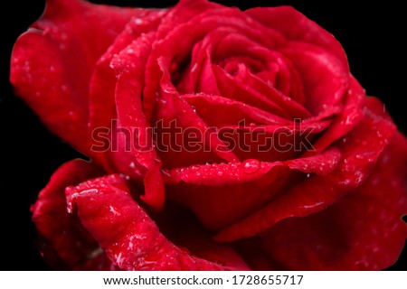Red Rose with Black Background 