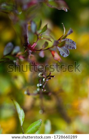 A branch of a rose in raindrops against a backdrop of green and yellow spots
