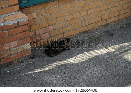                                Cute cat chilling in shadow near the brick wall.