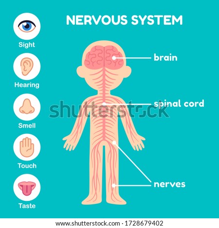 Nervous system, educational anatomy infographic  chart for kids.  Nerves, spinal cord, brain and the five senses. Simple cartoon style illustration. Royalty-Free Stock Photo #1728679402