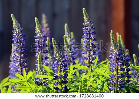Lupine Perennial blue Tall Vibrant