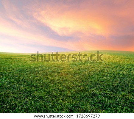 A front selective focus picture of green grass field in the morning sunrise.