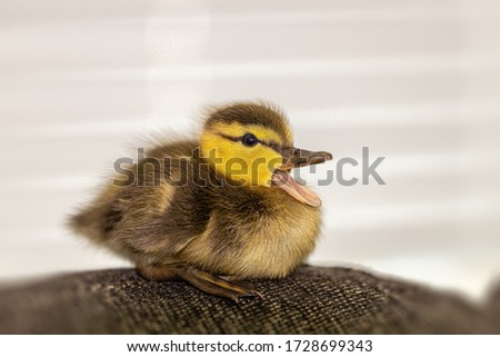 A duckling is a baby duck. Ducklings usually learn to swim by following their mother to a body of water.Soon after all the ducklings hatch, the mother duck leads them to water. Royalty-Free Stock Photo #1728699343
