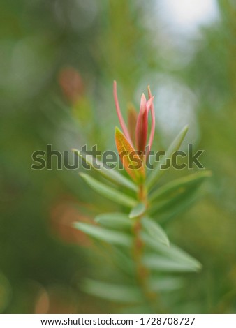 Closeup coniferous pink Ellwood's gold leaf (chamaecyparis lawoniana) fragrant in garden with water drops ,rain drops and green blurred background ,macro image, nature conifer leaves ,sweet color