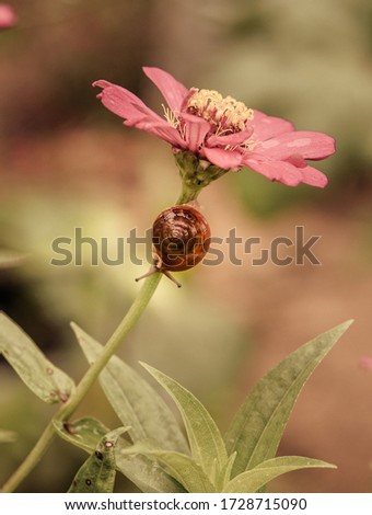 Small snail on red flower.Copy space area