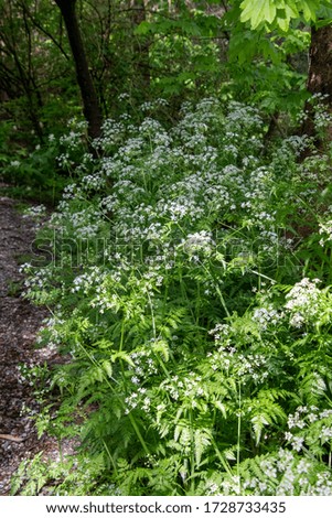 A picture of some Anthriscus  blooming in the wood.      Vancouver BC Canada
